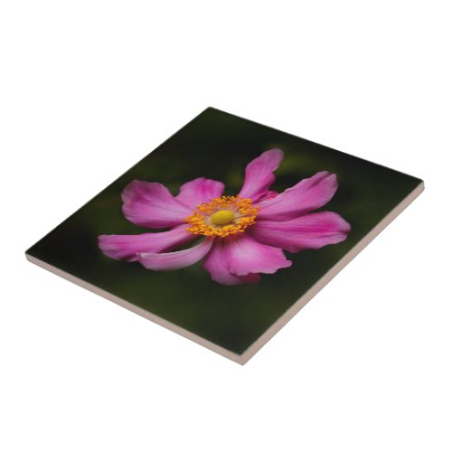Stunning Pink Japanese Anemone Flower Ceramic Tile