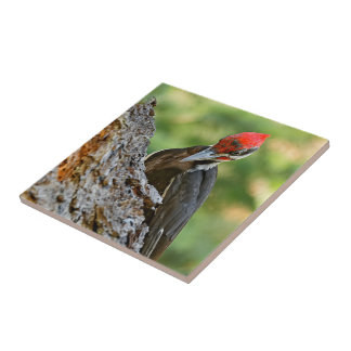 Stunning Portrait of Pileated Woodpecker on Tree Ceramic Tile