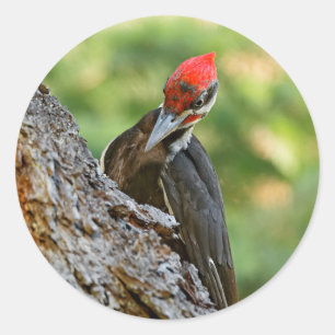 Stunning Portrait of Pileated Woodpecker on Tree Classic Round Sticker