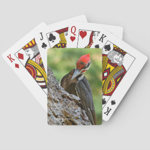 Stunning Portrait of Pileated Woodpecker on Tree Poker Cards