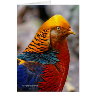 Stunning Profile of a Red Golden Pheasant Cards