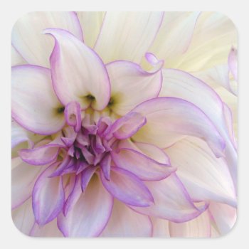 Stunning Purple And White Dahlia Flower Square Sticker by terrymcclaryart at Zazzle