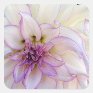 Stunning Purple and White Dahlia Flower Square Sticker