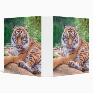Stunning Reclining Tiger Photograph 3 Ring Binder