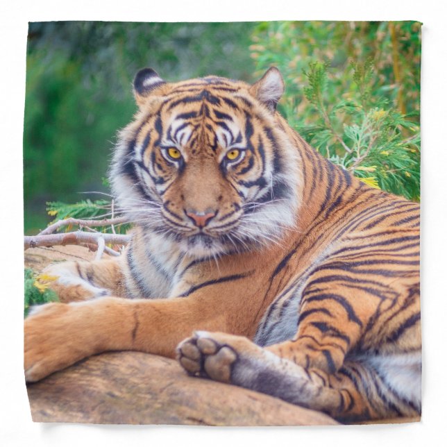 Stunning Reclining Tiger Photograph Bandana (Front)