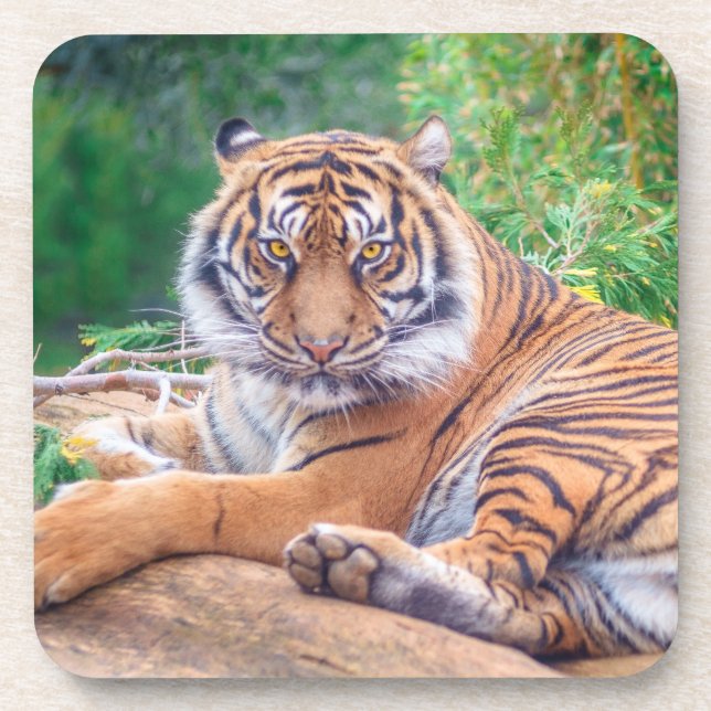 Stunning Reclining Tiger Photograph Beverage Coaster (Front)
