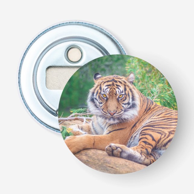 Stunning Reclining Tiger Photograph Bottle Opener (Front)
