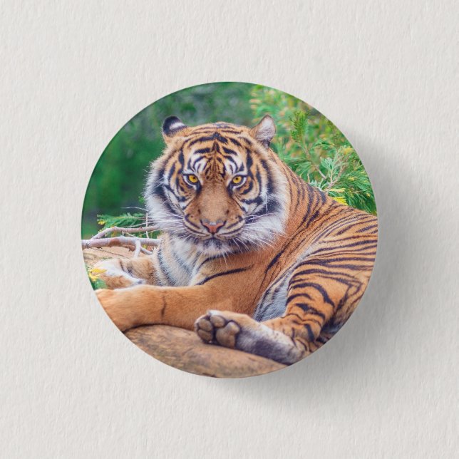 Stunning Reclining Tiger Photograph Button (Front)