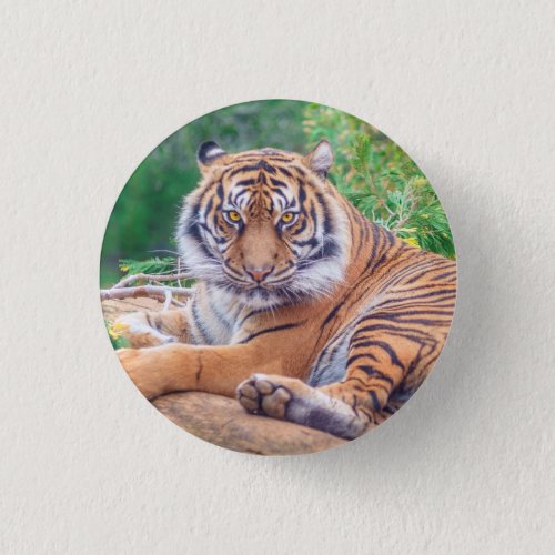 Stunning Reclining Tiger Photograph Button