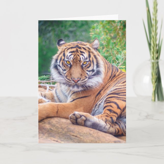 Stunning Reclining Tiger Photograph Card (Front)
