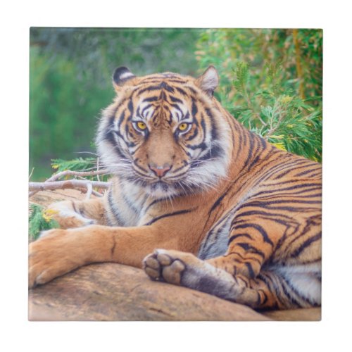 Stunning Reclining Tiger Photograph Ceramic Tile