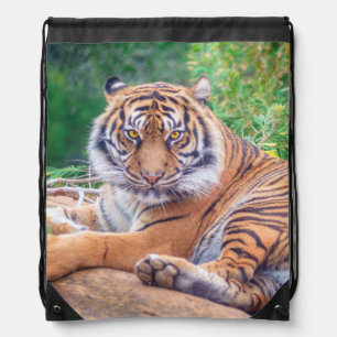 Stunning Reclining Tiger Photograph Drawstring Bag