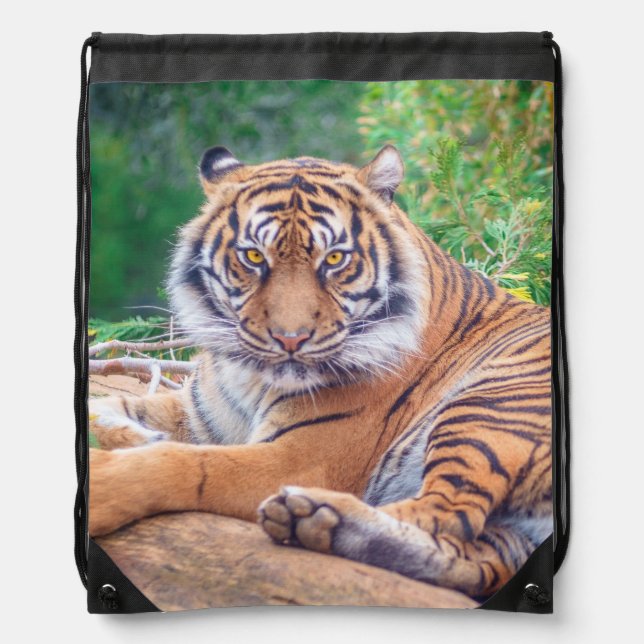 Stunning Reclining Tiger Photograph Drawstring Bag (Front)