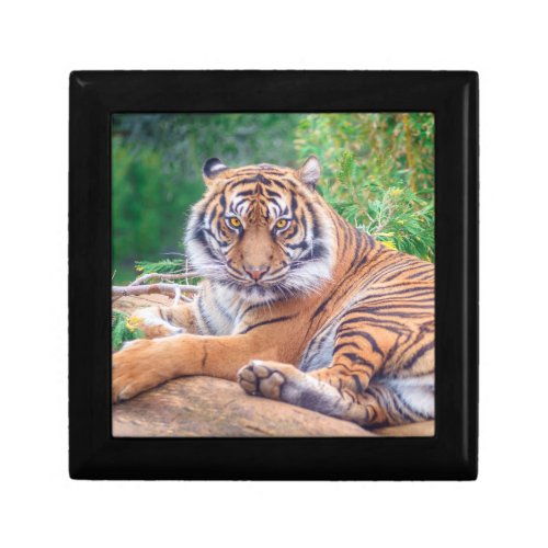 Stunning Reclining Tiger Photograph Gift Box