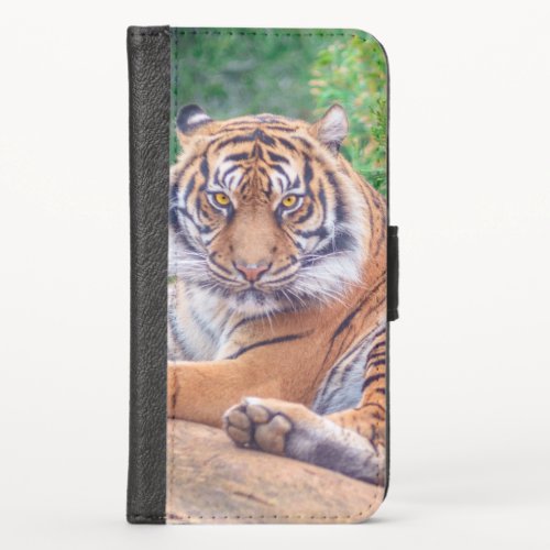 Stunning Reclining Tiger Photograph iPhone X Wallet Case
