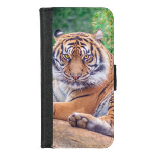 Stunning Reclining Tiger Photograph iPhone 8/7 Wallet Case
