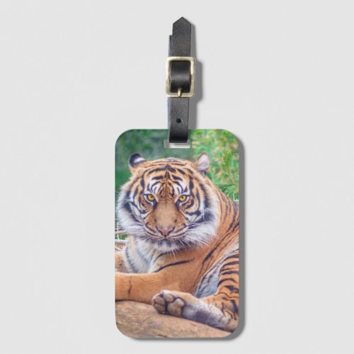 Stunning Reclining Tiger Photograph Luggage Tag