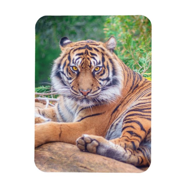 Stunning Reclining Tiger Photograph Magnet (Vertical)