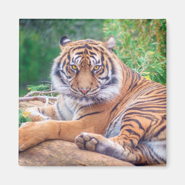 Stunning Reclining Tiger Photograph Magnet (Front)