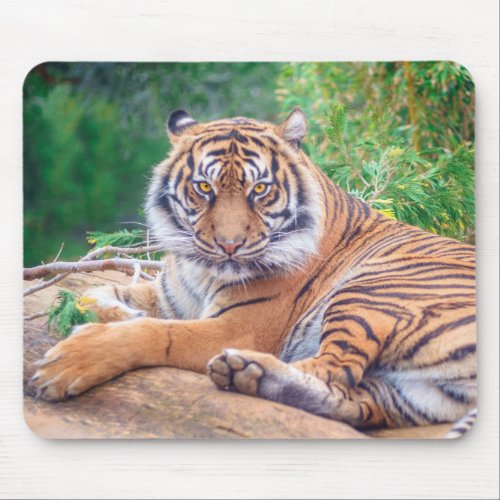 Stunning Reclining Tiger Photograph Mouse Pad