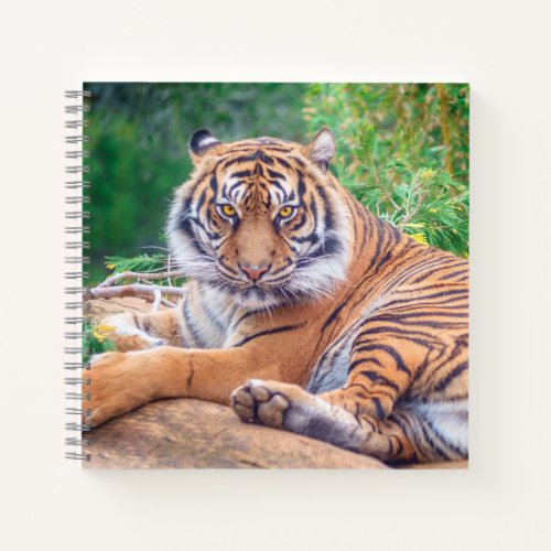 Stunning Reclining Tiger Photograph Notebook