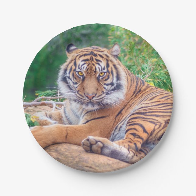 Stunning Reclining Tiger Photograph Paper Plates (Front)