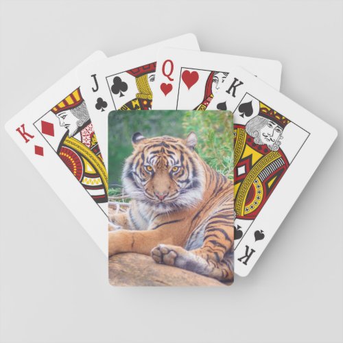 Stunning Reclining Tiger Photograph Poker Cards