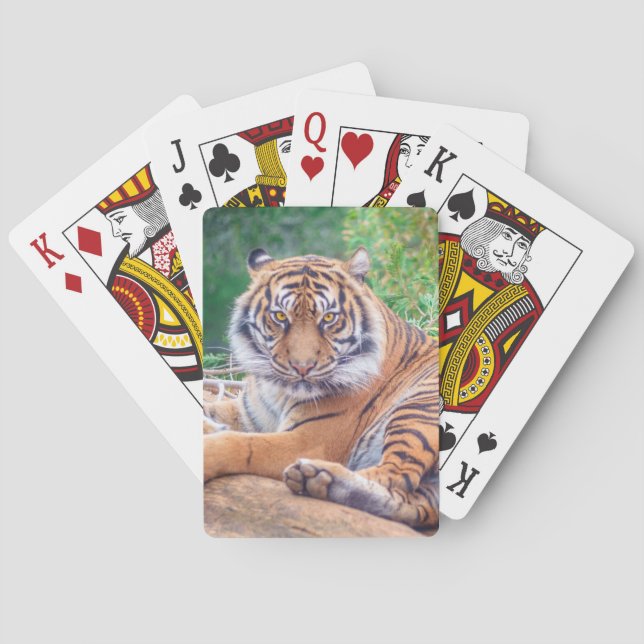 Stunning Reclining Tiger Photograph Poker Cards (Back)