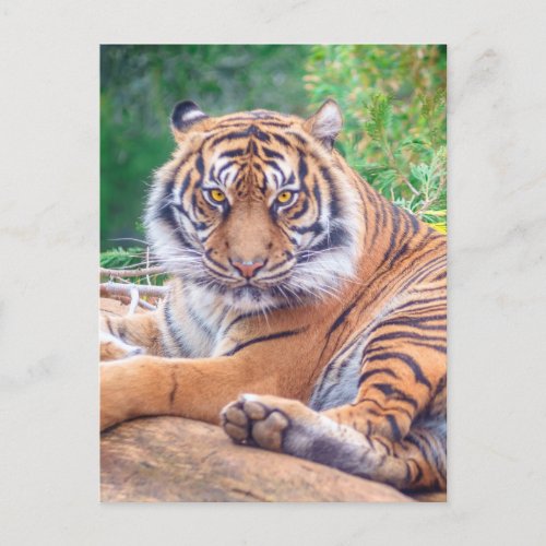 Stunning Reclining Tiger Photograph Postcard