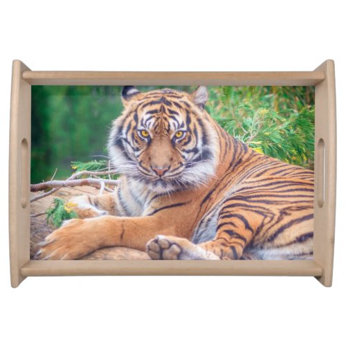 Stunning Reclining Tiger Photograph Serving Tray