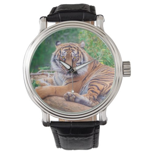 Stunning Reclining Tiger Photograph Watch