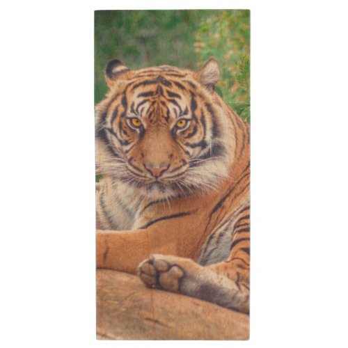 Stunning Reclining Tiger Photograph Wood Flash Drive