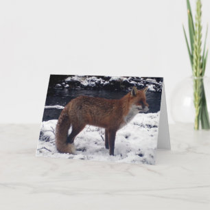 Stunning Red Fox In Snow Wildlife Winter Nature Card