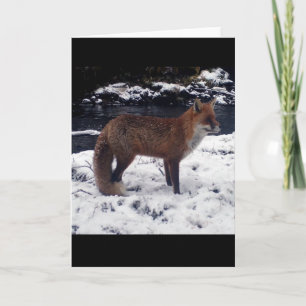 Stunning Red Fox In Snow Wildlife Winter Nature Card