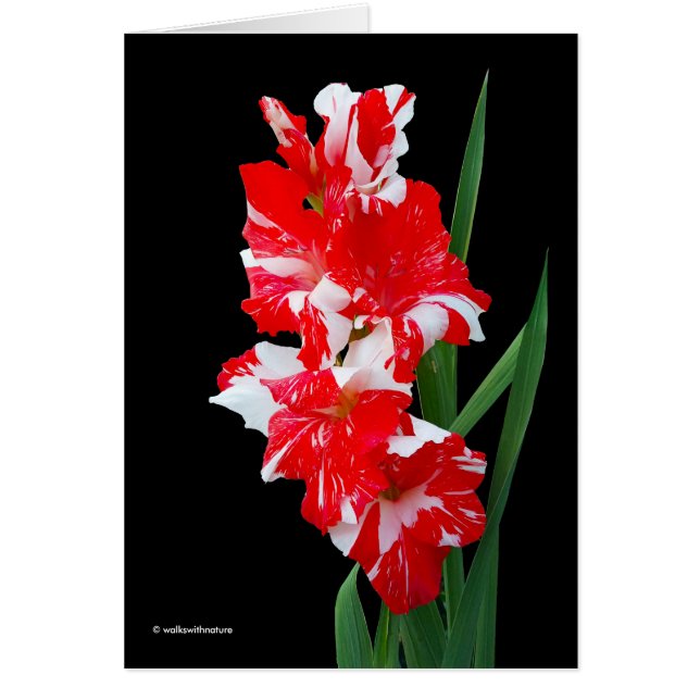 Stunning Red & White Gladiolus Sword Lilies Cards (Front)