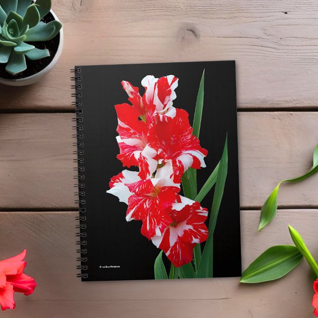 Stunning Red & White Gladiolus Sword Lilies Notebook (Stunning Red Gladiolus Flowers Journal Cover Photo)