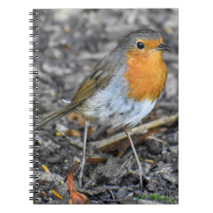 Stunning Robin Notebook