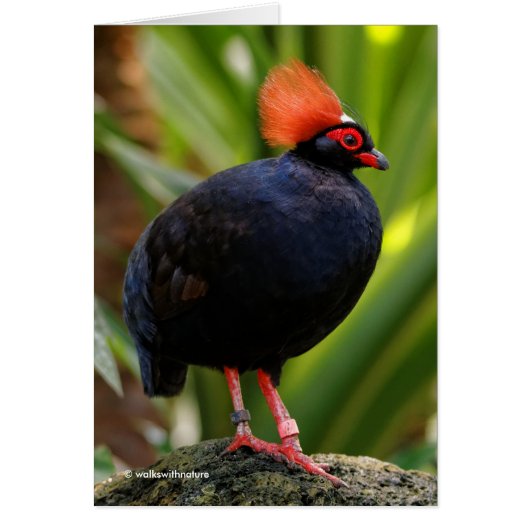 Stunning Roul-Roul Crested Wood Partridge Bird (Front)