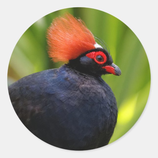 Stunning Roul-Roul Crested Wood Partridge Bird Classic Round Sticker (Front)