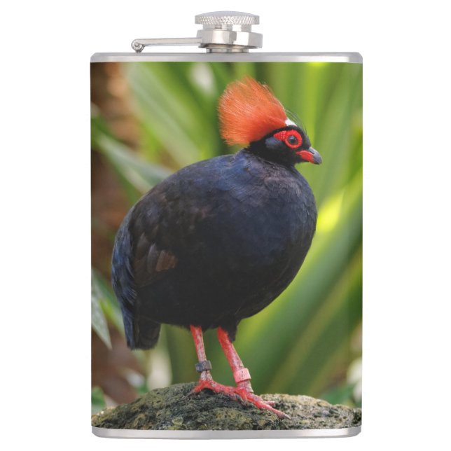 Stunning Roul-Roul Crested Wood Partridge Bird Flask (Front)