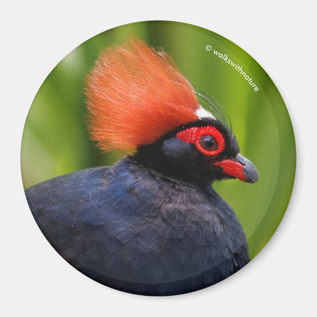 Stunning Roul-Roul Crested Wood Partridge Bird Magnet (Front)