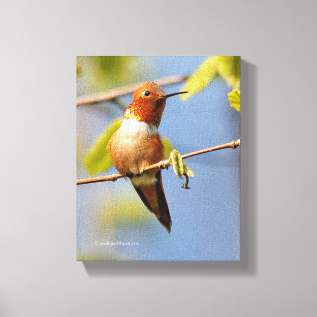 Stunning Rufous Hummingbird in the Sun Canvas Print (Front)