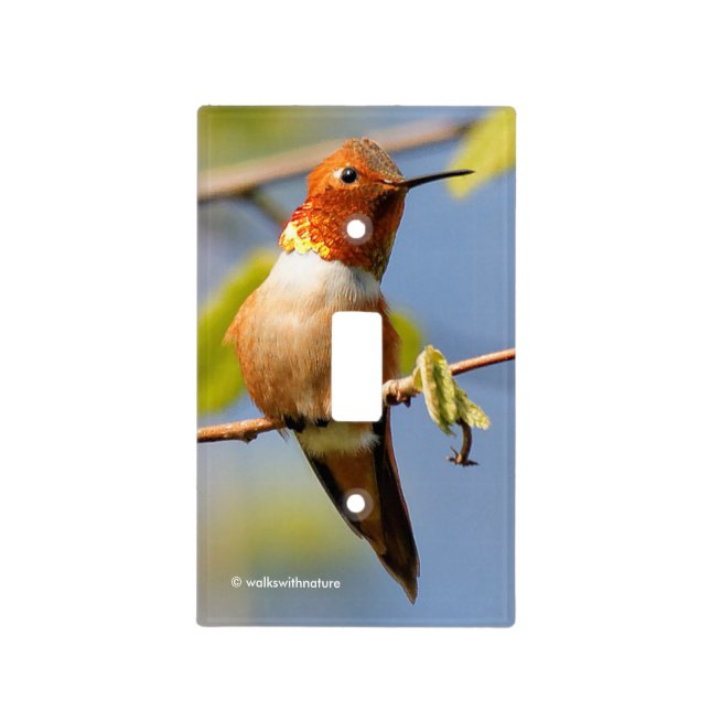 Stunning Rufous Hummingbird in the Sun Light Switch Cover (Front)