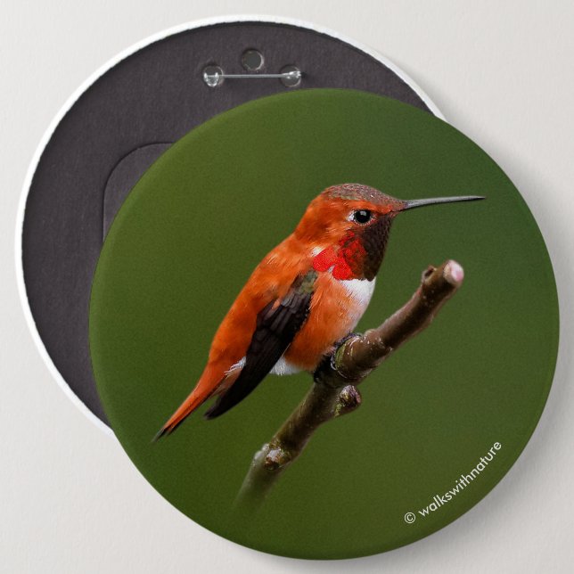 Stunning Rufous Hummingbird on Cherry Branch Button (Front & Back)
