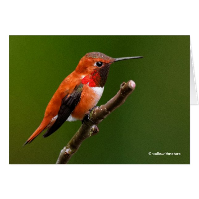 Stunning Rufous Hummingbird on Cherry Branch Cards (Front Horizontal)