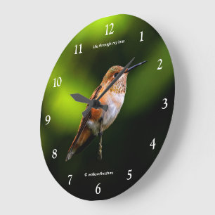 Stunning Rufous Hummingbird on Fruit Tree Large Clock