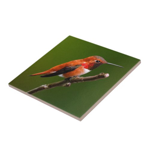 Stunning Rufous Hummingbird on the Cherry Tree Ceramic Tile