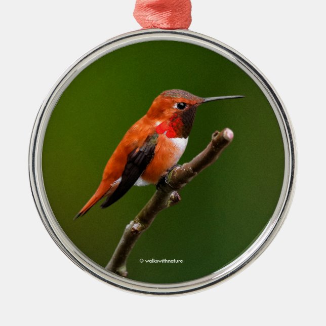 Stunning Rufous Hummingbird on the Cherry Tree Metal Ornament (Front)