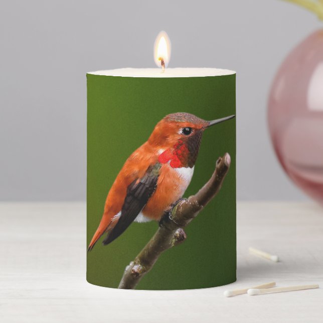 Stunning Rufous Hummingbird on the Cherry Tree Pillar Candle (In Situ)