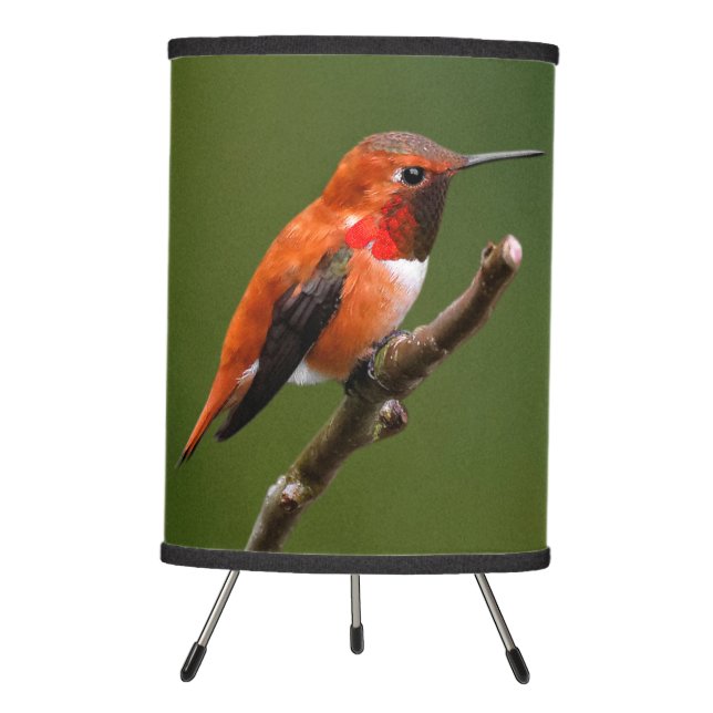 Stunning Rufous Hummingbird on the Cherry Tree Tripod Lamp (Front)